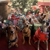 Entry image for Lacy, Nathan A. Hotdog, Mr. Achilles, Luna