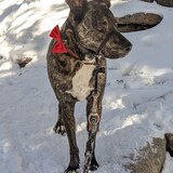 Entry image for Charlie Meatball