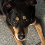 Entry image for Dweezil