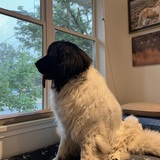 Entry image for Winston