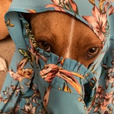 Entry image for Ginger Smalls