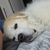 Entry image for Lily