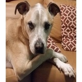 Entry image for Toby