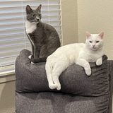 Entry image for Cassi & Smokey