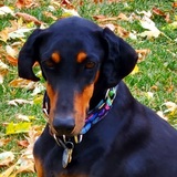 Entry image for Lola