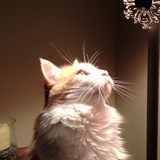 Entry image for “Beautiful” Bella