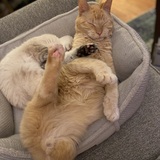 Entry image for Prada and Buddy