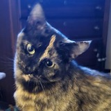 Entry image for Katya