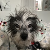 Entry image for Charlie 