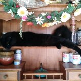 Entry image for Danzig Ruble