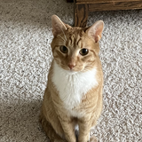 Entry image for Sparky