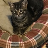 Entry image for Atlas 