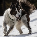 Entry image for Mala