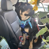 Entry image for Rylie 