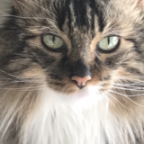 Entry image for Abby