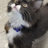 Entry image for Finny