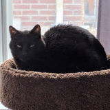 Entry image for Tofu