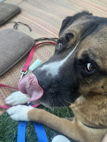 Entry image for Osito. Clicking this image will show a larger photo