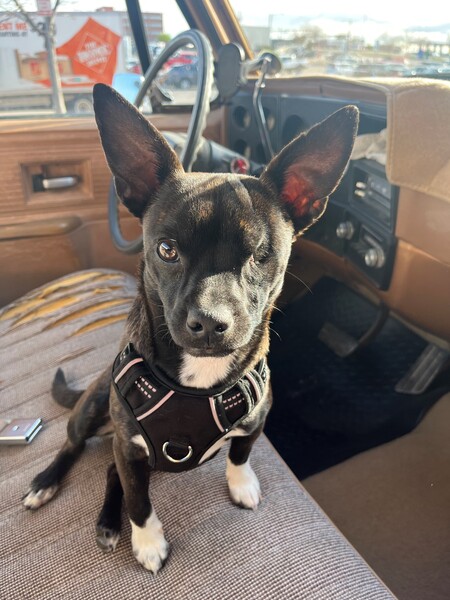 Odie