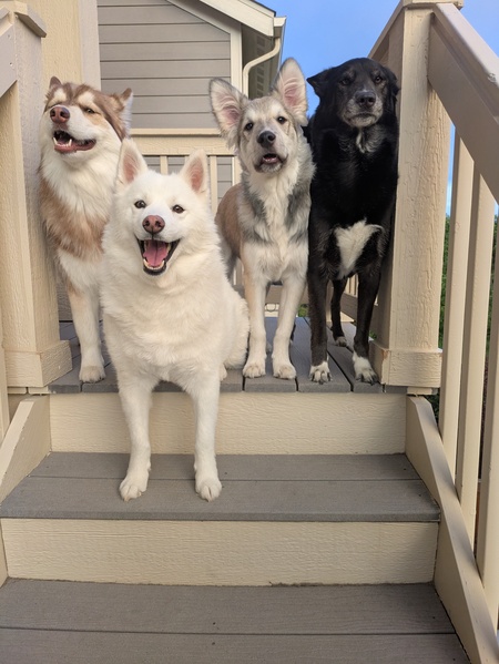 Lucy, Derry, Watson, and Taco