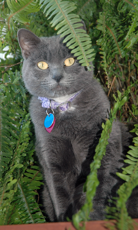 Gracie