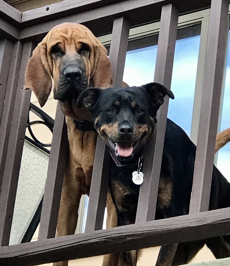 Truman & Sadie