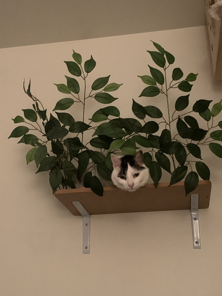 Mya