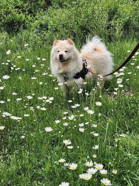 Koda Bear