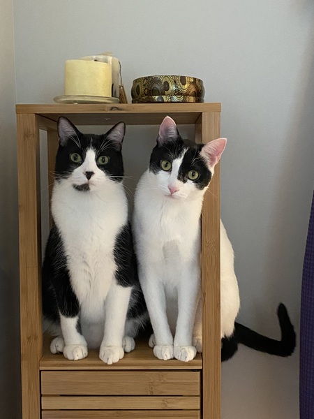 Smudge and Bruce Wayne