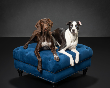 Gunner & Daisy 