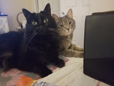 Baby (all black)  Trooper (gray)