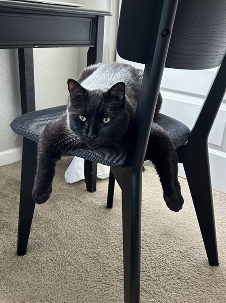 Bodhi