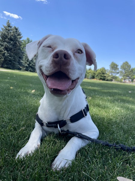 Odie