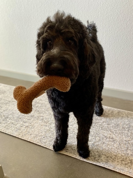 Gus