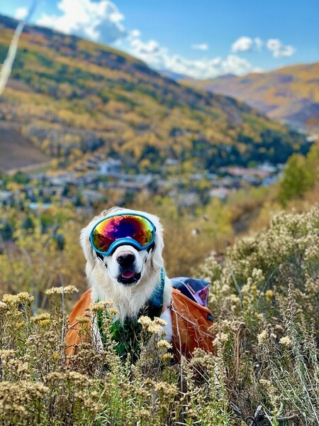 Simba