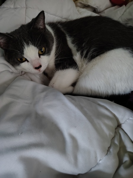 Mishka