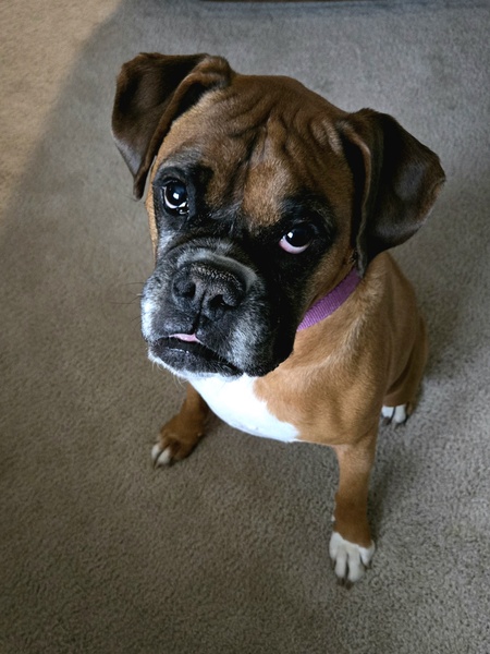 Nala