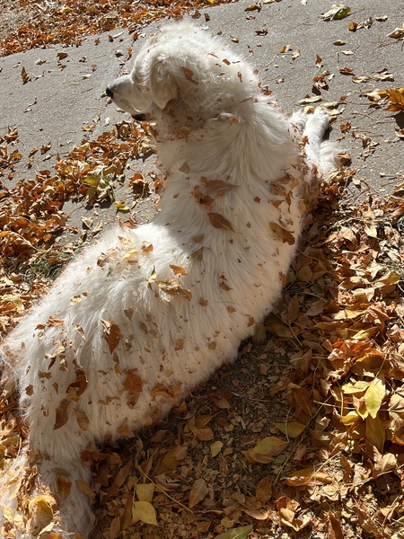 Koda