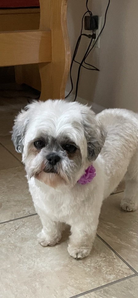 Rikki