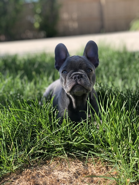 Stella 