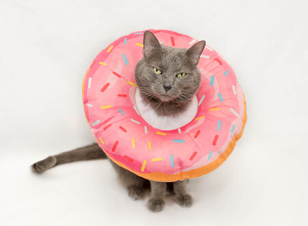 Luna with sprinkles 🍩