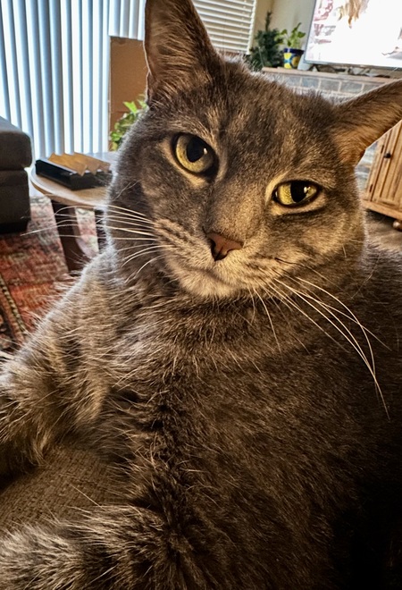 Tabitha