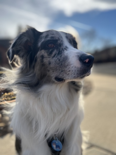 Scout