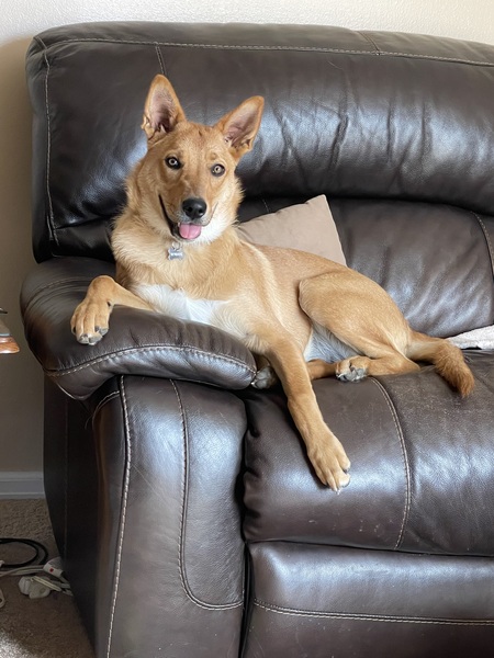 Piper