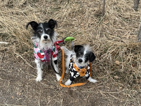 Sassy and Bronco