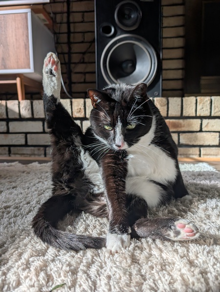 Entry image for Macaroni. Clicking this image will show a larger photo