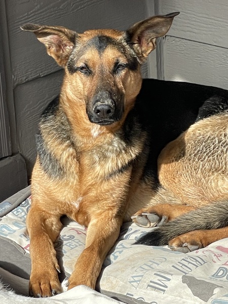 Entry image for Maisie. Clicking this image will show a larger photo