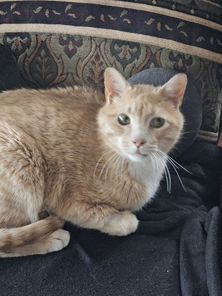 Entry image for Marvin. Clicking this image will show a larger photo