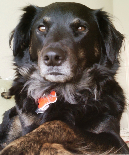 Entry image for Bailey. Clicking this image will show a larger photo