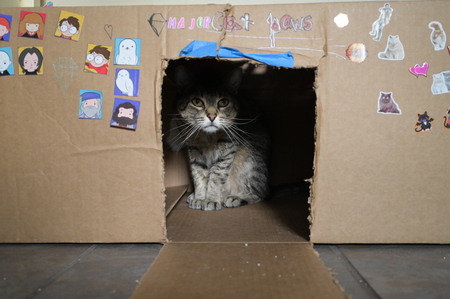 Entry image for Major Meowser. Clicking this image will show a larger photo